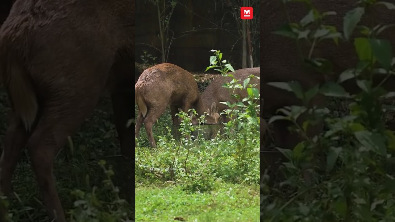 ഇന്ത്യയിലെ ആദ്യ ഡിസൈനർ സൂ, Thrissur Zoological Park