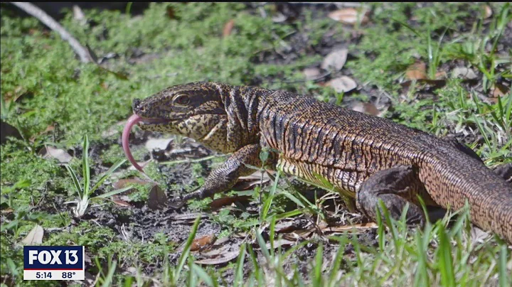 Giant tegu lizard loose in Florida neighborhood