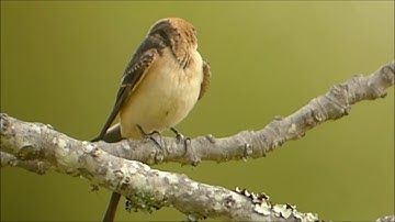 Red-rumped swallow - Roodstuitzwaluw