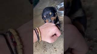 rottweiler puppy attack #dogs كلاب روت وايلر