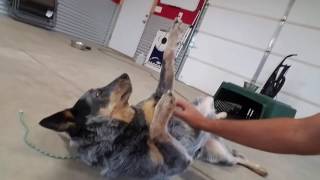 blue heeler, dog & human aggression, day 3