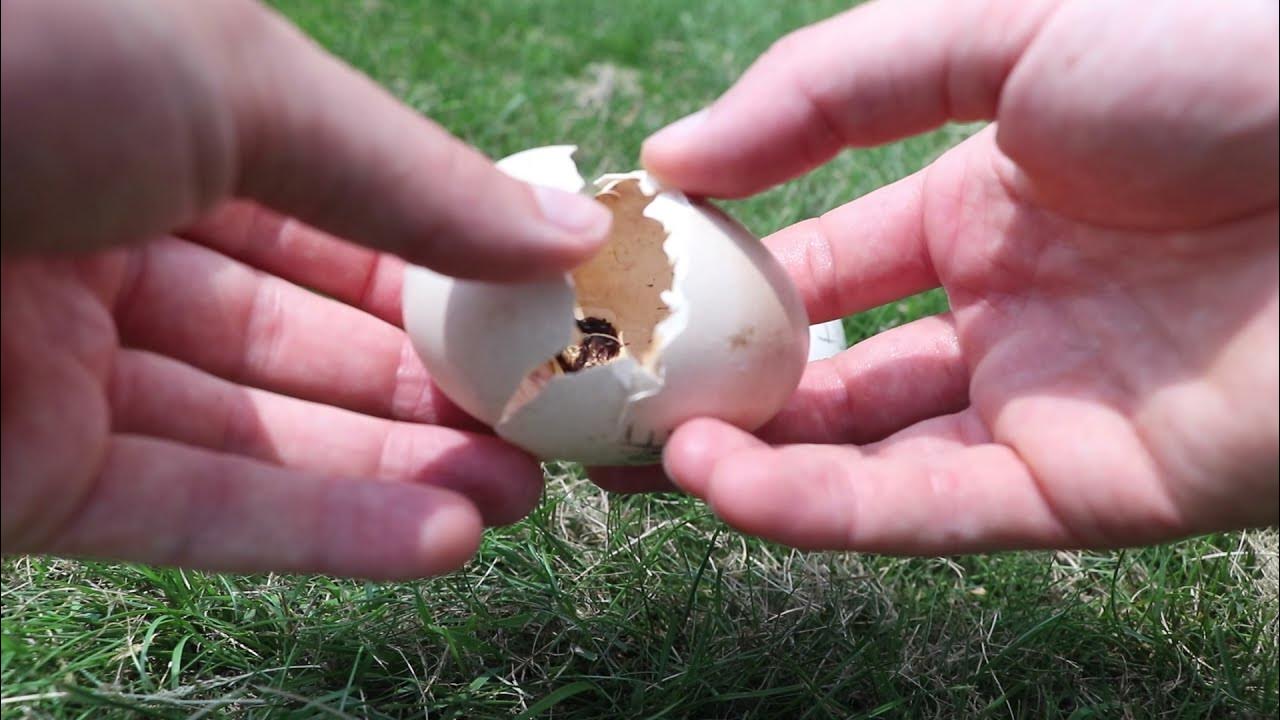 HOW to CLEAN INCUBATOR YouTube