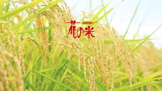 新潟県上越でこだわの新潟県産コシヒカリをつくる「花の米」