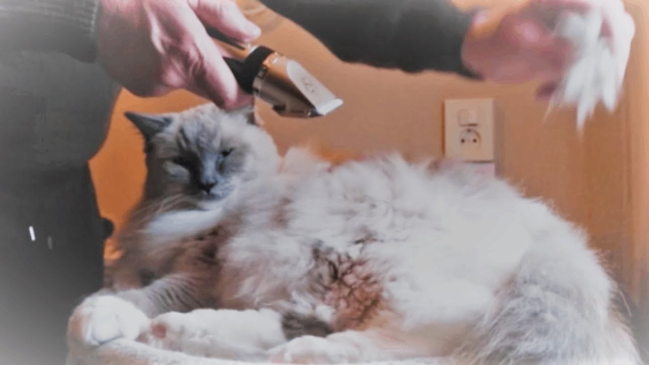 Grooming My Ragdoll Cat | Shaving Knots With A Pet Hair Clipper
