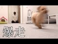 14畳の男部屋をドッグランに改造！タイルマットを敷いて大喜びするトイプードル