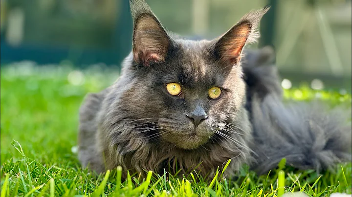 Watch the video about Lunch Date with My Maine Coon Kitten