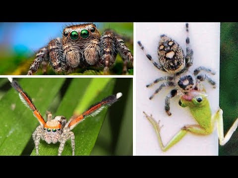 7 animais com superpoderes que incrivelmente existem