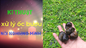Cách xử lý khi ốc nổi nghiêng, sưng vòi