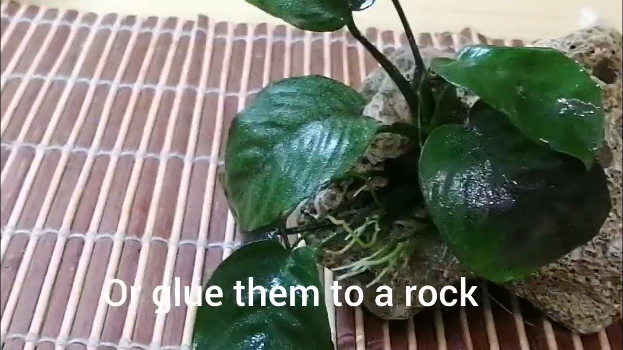 5 aquarium plants that don't need substrate YouTube