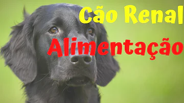 O que é HDA na anamnese?