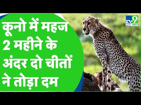 Cheeta Death : Kuno National Park में दो महीने अंदर दो चीतों की मौत |#cheetah