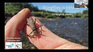Stoneflies by Hugh Feeley - Cork Nature Network