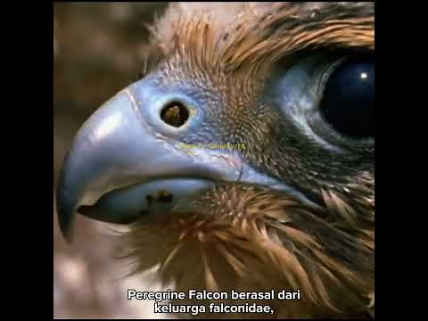 Video: Burung Peregrine: penerangan dan foto