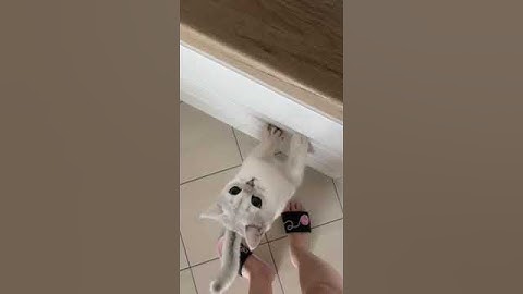 Watch the video about British shorthair chinchilla Watch Hunger Cat Devour His Meow-nificent Meal! #britishshorthair #cat