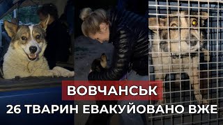 ВОВЧАНСЬК - 26 тварин евакуйовано! Шукаємо перетримки !!