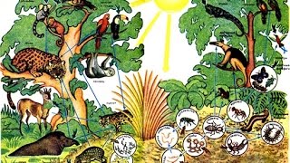 Состав и структура сообщества. Урок биологии. Состав и структура сообщества. Урок биологии.