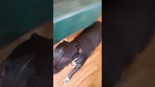 Sampson and Guy Border Collie, Mountain Cur Pit Mix Rescue Dog Pup To Adopt by CLAY COUNTY DOG RESCUE CELINA TENNESSEE 409 views 4 years ago 4 minutes, 2 seconds