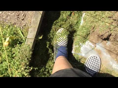 How to get rid of the ants nest 4 simple steps
