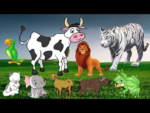 INTERESTING ANIMALS - TIGER, EAGLE, HORSE, FROG, GORILLA, LION, COW, GOAT