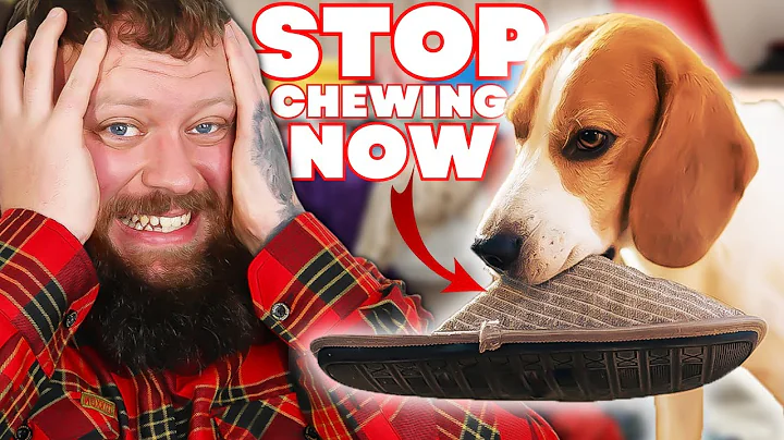 How To Stop Your Dog Biting And Chewing Everything!