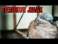 ternyata jinak juga nih burung