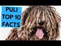Puli - TOP 10 Interesting Facts の動画、YouTube動画。