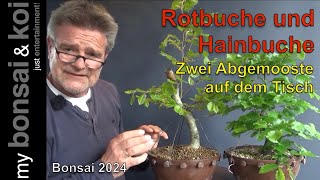 Bonsai 202426  die Rotbuche und die Hainbuche  zwei Abgemooste auf dem Tisch