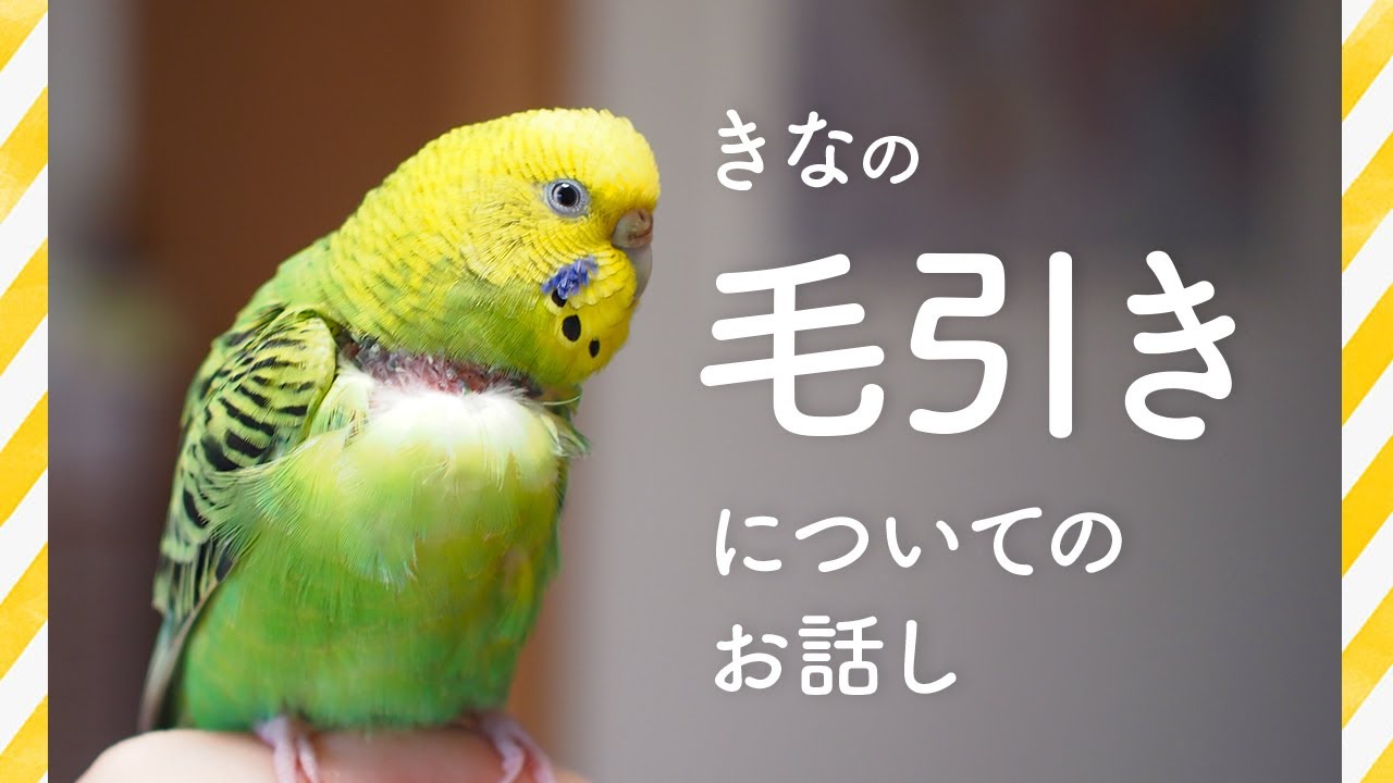 インコ 毛 引き 治っ た