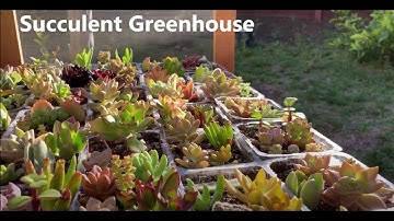 How I made a Succulent Greenhouse to Mass Produce Succulent Plants