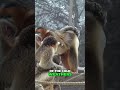 Golden Snub-Nosed Monkey: The Cutest Creature You've Never Seen!