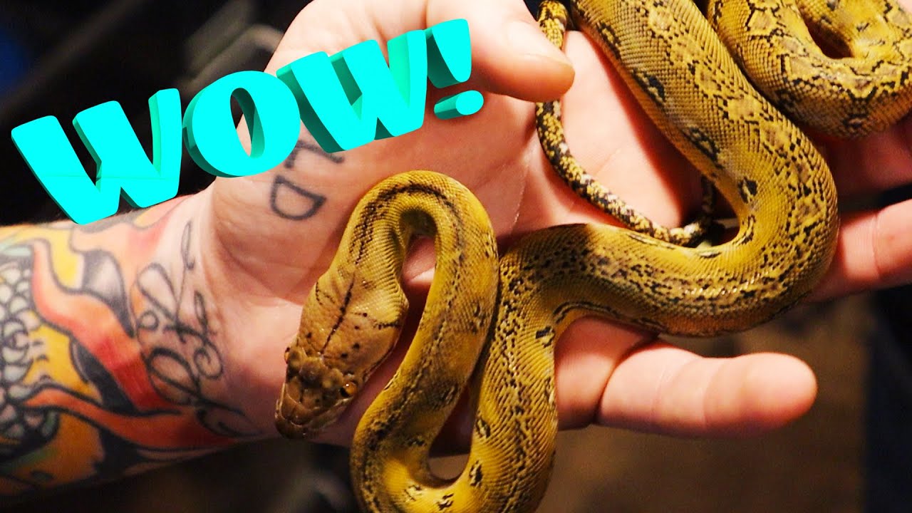 BEST OF THE BEST W/SAILOR SERPENTS!! | Reach Out Reptiles Vlog