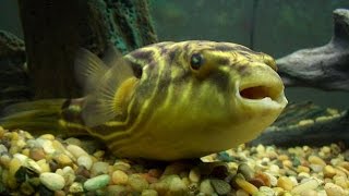 سمكة حمار البحر من النيل Nile Puffer Fish