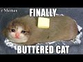 r/Memes | butter on the cat