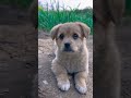 Cute dog tilts its head to show cuteness dog golden sun original