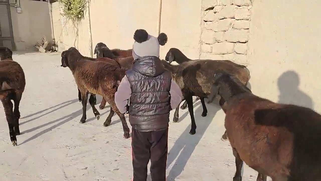 Kashtan ishqibozlariga To‘hli varyati keldi shoshilamiz 94.046.36.15