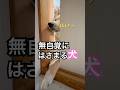 自覚のない犬#挟まってる#電車#迷惑乗車#保護犬と暮らす