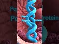 How HCl Activates Pepsinogen in the Stomach 🤯 | Protein Digestion Explained