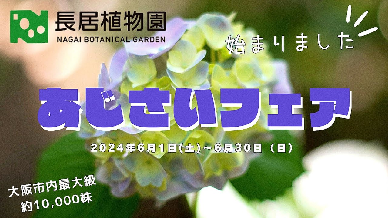 Osaka Nagai] Approx. 10,000 Hydrangeas in Full Bloom: Nagai