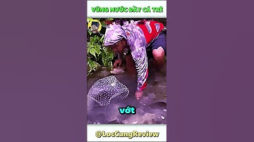 Vũng nước đầy cá trê