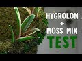 Test HYGROLON et MOSS MIX pour faire pousser de la mousse