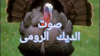 صوت الديك الرومى للمونتاجturkey sound for montage