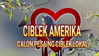 PRENJAK AMERIKA CALON SAINGAN PRENJAK LOKAL || SUARA MERDU SEPERTI VANNY VABIOLA