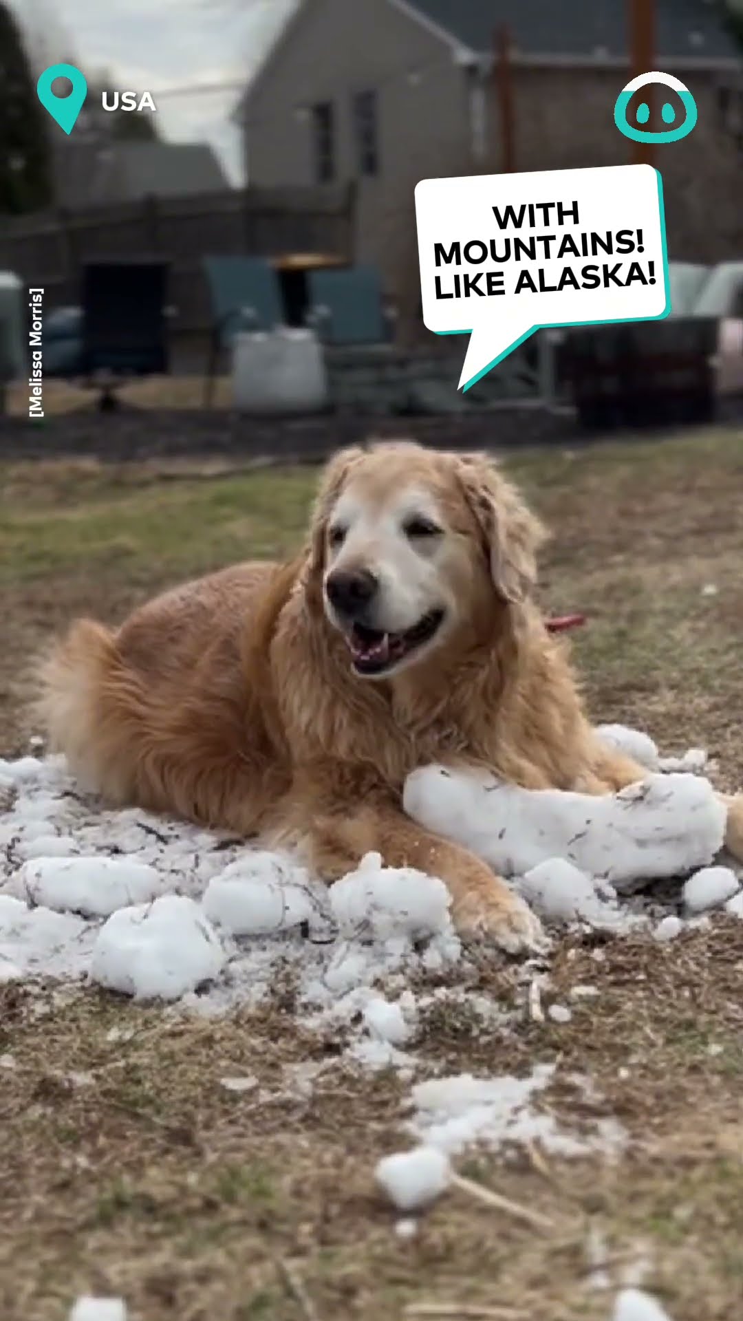 Dog Holds Last Of Snow || ViralHog