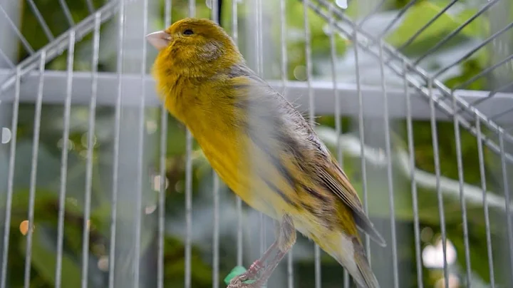 Canary Owners: Do This And Your Canaries Will Never Stop Singing!