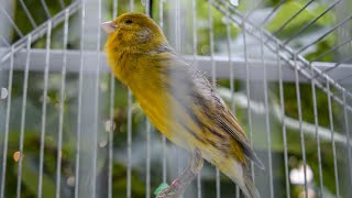 Canary Owners: Do This And Your Canaries Will Never Stop Singing!