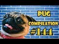 Pug compilation 144  funny dogs but only pugs  instapug