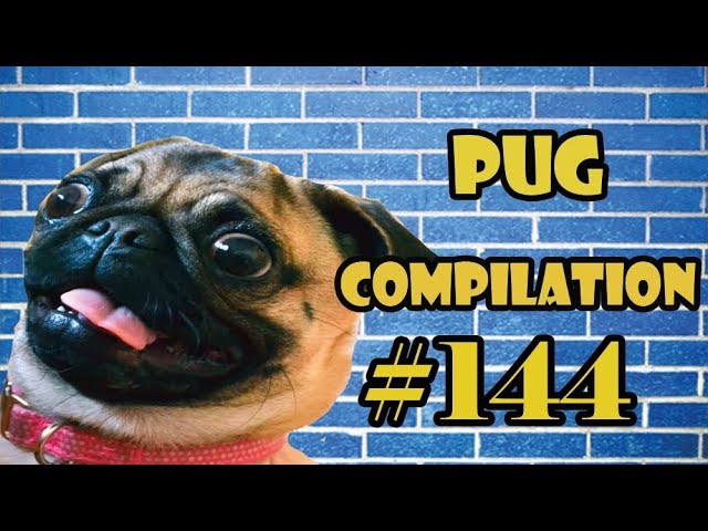Pug Compilation 144 - Funny Dogs but only Pug Videos | Instapug