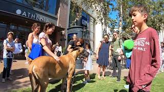 Cash 2.0 Great Dane at The Grove and Farmers Market in Los Angeles 40