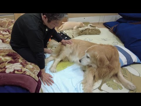 介護中の感動と喜び！この一線を越える事が凄く大変なんです。【Golden Retriever japan】