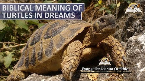 Biblical Meaning of TURTLES in Dream -  Spiritual Meaning and Symbolism